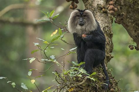 10 Things You Need To Know About Lion Tailed Macaques Nature Infocus