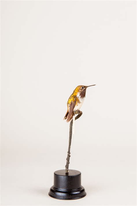 Taxidermy Bumblebee Hummingbird