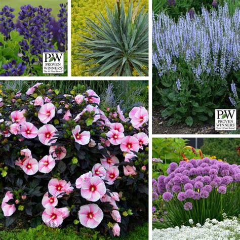 Photo Essay Easy Care Easy To Grow Perennial Plants Perennial