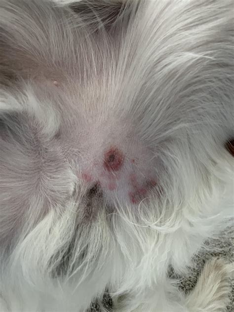 Circular Rash On Puppys Groin Area Took Him To The Vet But Havent