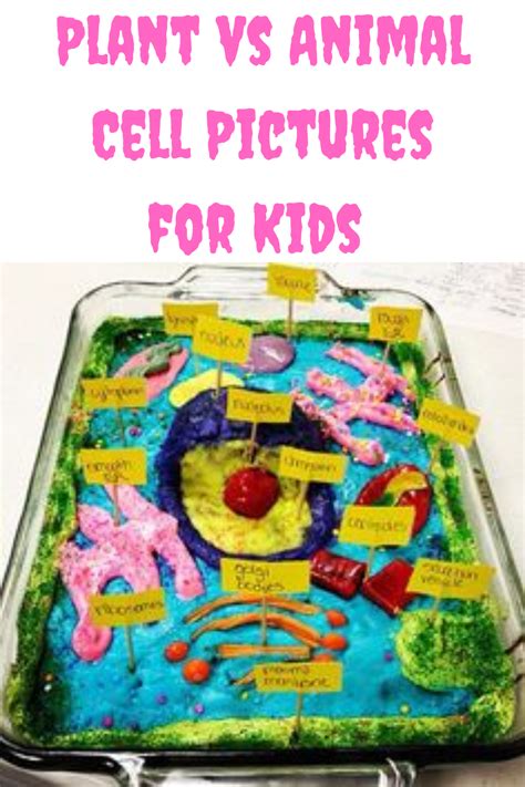 Plant Vs Animal Cell Diagram For Kids Plant And Animal Cells Plant