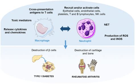 immune modulation of some autoimmune diseases the critical role of macrophages and neutrophils