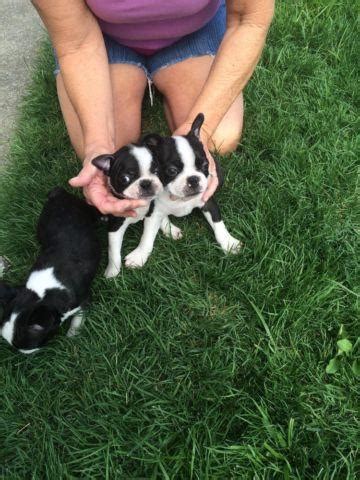 All my puppies are born and raised in our home and socialized every day with people and other dogs. Cute Boston Terrier Puppies for adoption for Sale in ...