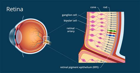 Retina Definition And Detailed Illustration