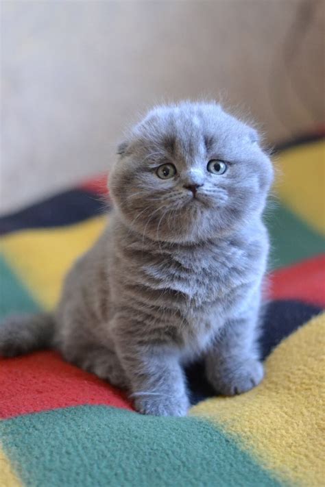 10 Scottish Fold Cat Kittens For Sale Furry Kittens