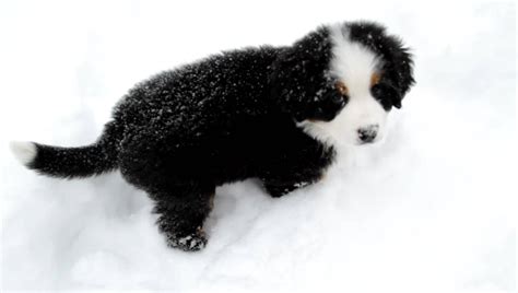 Josie 9 Week Old Bernese Mountain Dog Pup Playing In Snow Burmese