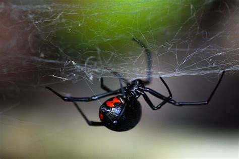 Top Ten Scariest Spiders Earth Rangers Wild Wire Blog
