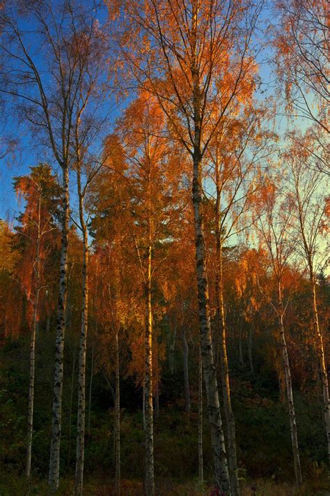 19 Best Autumn In Northumberland Images On Pinterest Fall