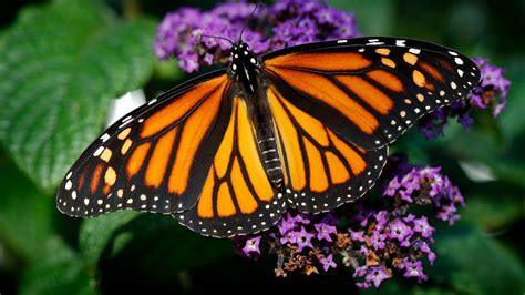 Monarch Butterfly Population Plummets 86 In One Year In California Cnn