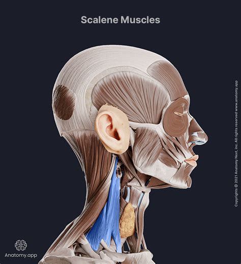 Scalene Muscles Encyclopedia Anatomyapp Learn Anatomy 3d