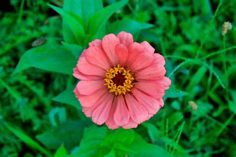 Little Pink Flower Jesse Robben