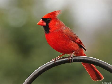 Virginia Cardinal Us State Birds And Flowers Pinterest Cardinal
