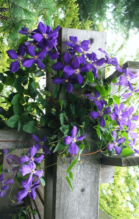 Clematis can be planted at any time of the year except during spells of poor weather or when it is frosty. clematis (With images) | Climbing clematis, Clematis ...