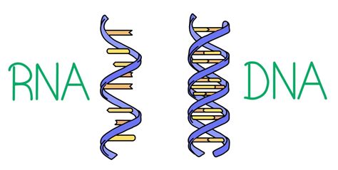 Dna Vs Rna — Differences And Similarities Expii In 2023 Dna Helix