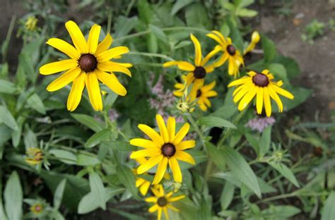 18 Beautiful Wildflowers Native To Michigan