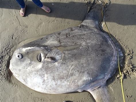 Scientists Shocked By Rare Giant Sunfish Washed Up On California Beach