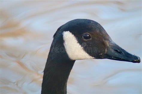 A Close Up Of The Head Of A Canada Goose Stock Photo Image Of Avian