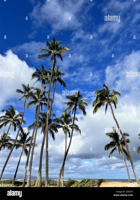 Palm Trees Beach Sand Stock Photo Alamy