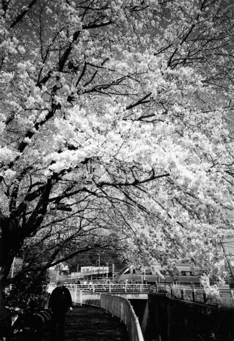 Refine your search for japan black and white. photography Black and White japan edit Black & White ...