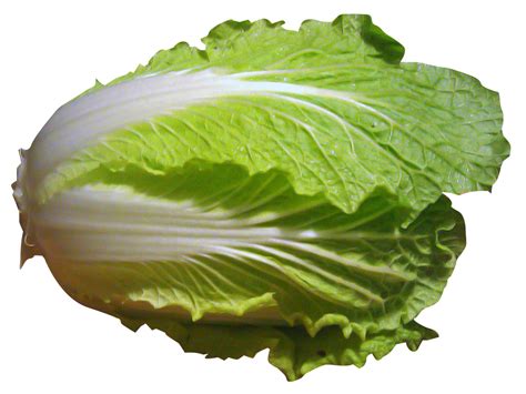 Napa Cabbage Png Image Purepng Free Transparent Cc0 Png Image Library