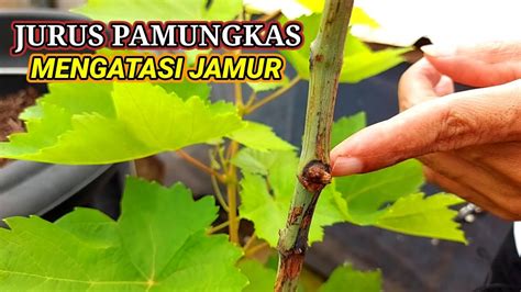 Cara Mengatasi Hama Dan Penyakit Tanaman Anggur Edisi Mengatasi Jamur