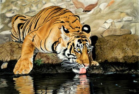 Tiger Drinking Water Painting By Sabir Ali Fine Art America