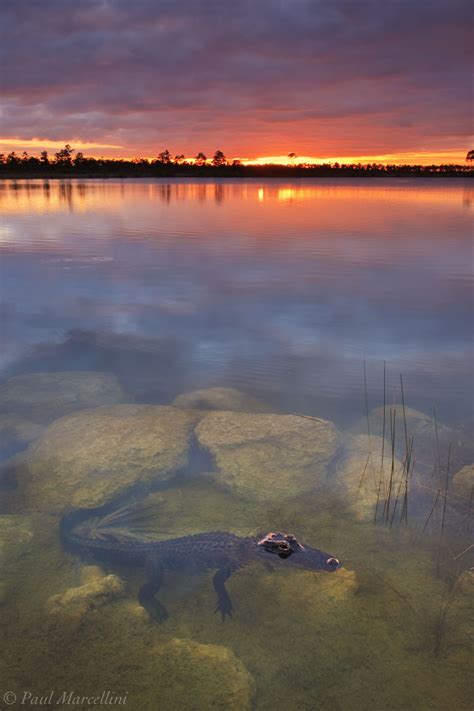 An Alligators Sunset Pine Glades Lake Everglades National Park