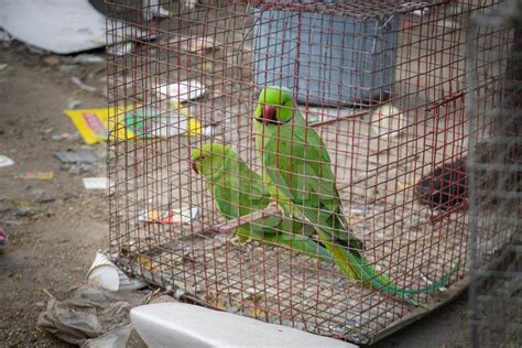 Indian Rose Ringed Parakeets In Cages On Sale Illegally As Pets At