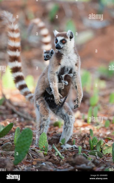 Ring Tailed Lemur Lemur Catta Mother Carrying Very Young 1 2 Week