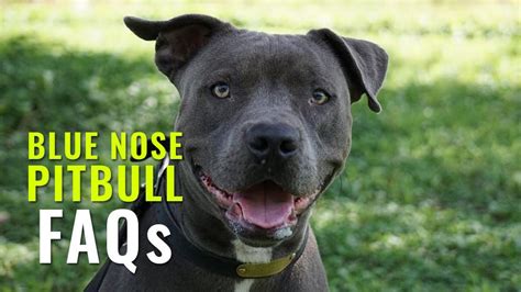 Blue Nose Pitbull Faqs All Possible Questions Answered Petmoo