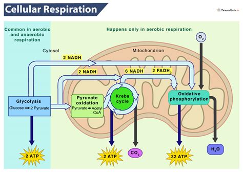 Cellular Respiration Definition Types Equations And Steps