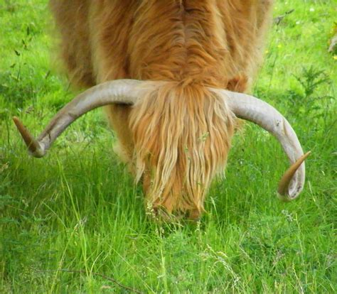 Horny Cow Highland Cow Isle Of Mull Scotland Stanley Zimny Thank