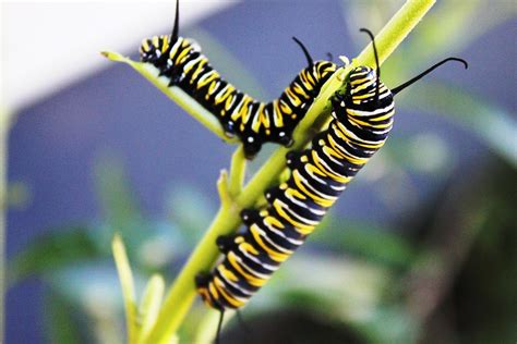 Monarch Butterfly Facts Learn About Nature