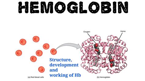 Hemoglobin Development And Working Structure Of Hemoglobin Youtube
