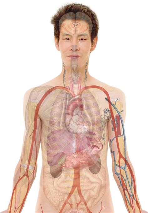 List of organs of the body. Human Organs Diagram Male - koibana.info | Human anatomy ...