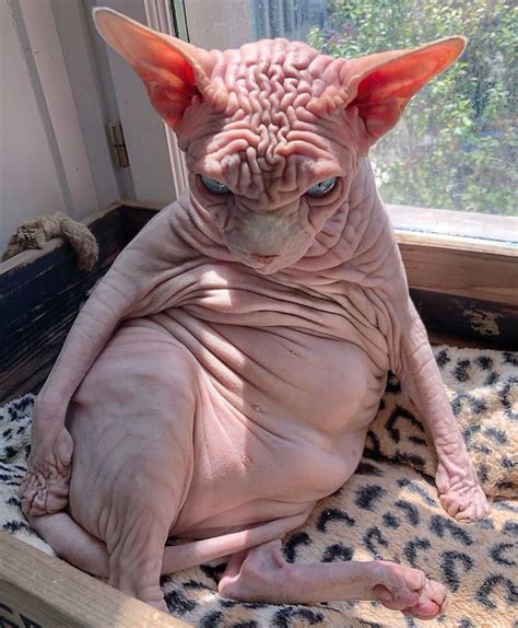 30 Times Sphynx Cats Proved They’re Not The Best Photo Models In 2020 Cute Hairless Cat