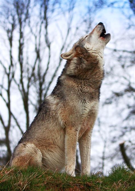 Eerie Howls Could Be The Sound Of Hope For Denmarks Wolves
