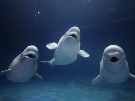 Beluga Mimics Human Sounds Dolphin Research Australiaorg