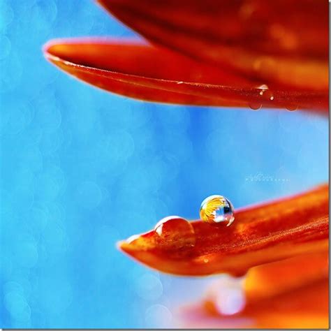 2015 A Group Of Micro Mode Wallpaper Dewdrop Free
