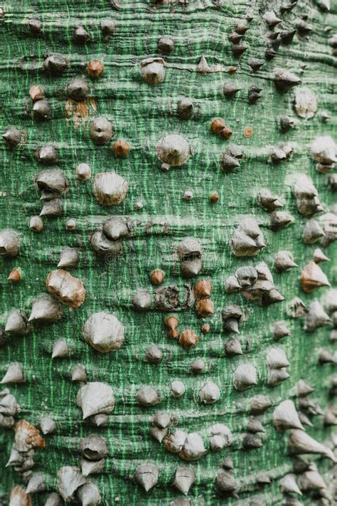 Kapok Tree Bark Texture Ceiba Pentandra Stock Photo Image Of Detail