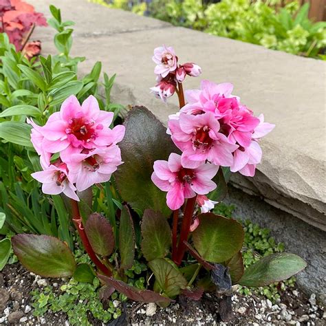 Bergenia Dragonfly ‘sakura Terra Nova Nurseries Inc