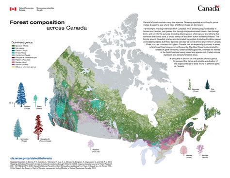 Forest Composition Across Canada Vivid Maps