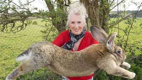 Guinness World Records Biggest Rabbit Stolen From Home As Police Hunt