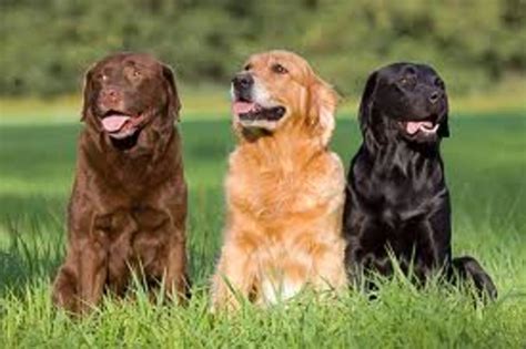 The Labrador Retriever History Facts And Information Pethelpful