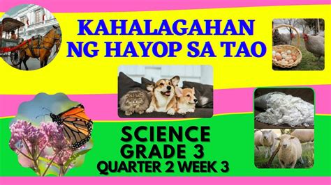 Grade 3 Science Kahalagahan Ng Hayop Sa Tao Quarter 2 Week 3 Youtube