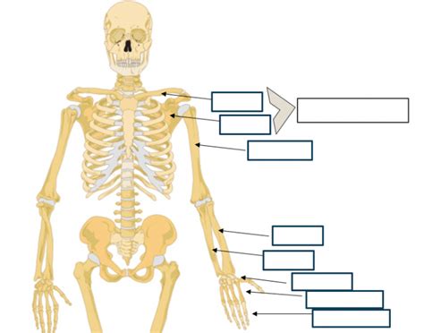 Upper Appendicular Skeleton Quiz