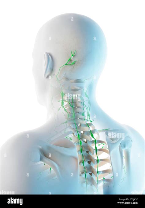 Lymph Nodes Of The Head And Neck Computer Illustration Stock Photo Alamy