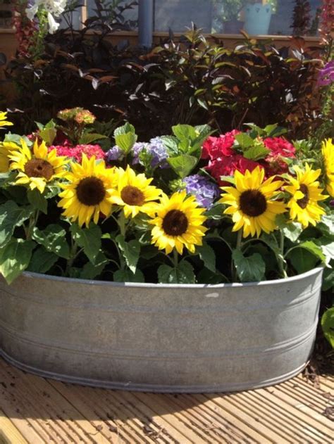 Sunflower The Flower Of The Sun Great Ideas For Your Yard And Garden