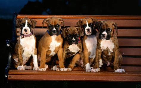 Boxer Dogs Wallpapers Wallpaper Cave