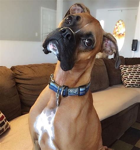 Best 25 Funny Boxer Ideas On Pinterest Funny Boxer Dogs